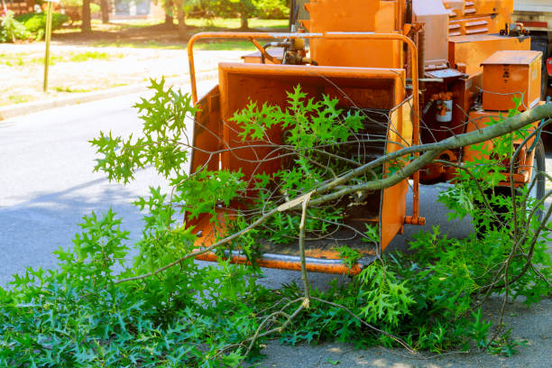 How Our Tree Care Process Works  in  Chatsworth, IL