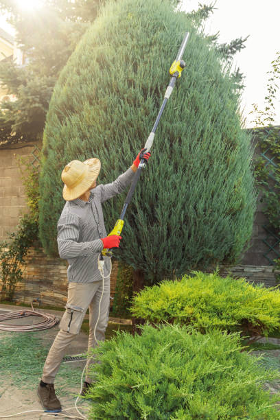 Trusted Chatsworth, IL Tree Removal Experts